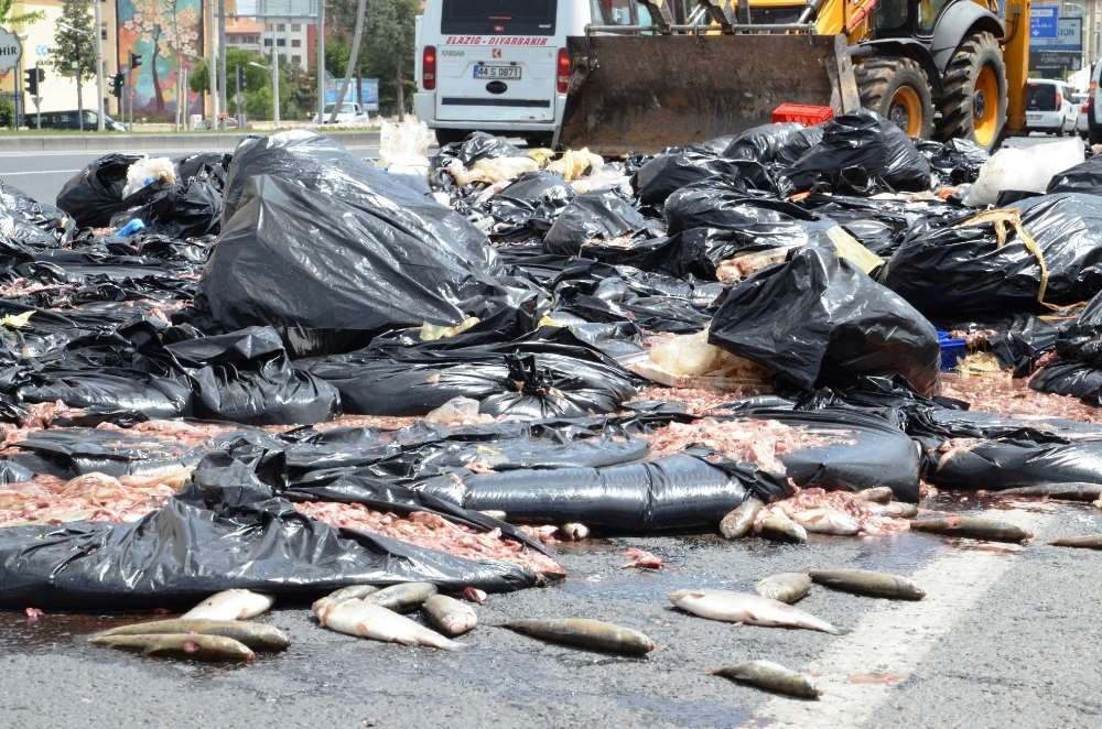 2 Ton Balık Atığı Yola Döküldü