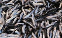 10 ÜLKEYE YAPILAN HAMSİ İHRACATI...