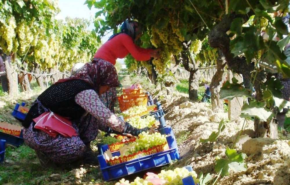 Amonyum Nitratlı Gübre Yerine Azotlu Gübre