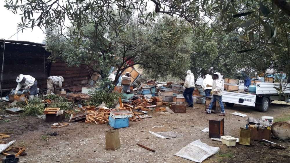 Arı Kovanı Taşıyan Tır Devrildi