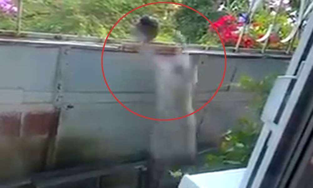 Avını Kaçıran Kedi Hüsrana Uğradı