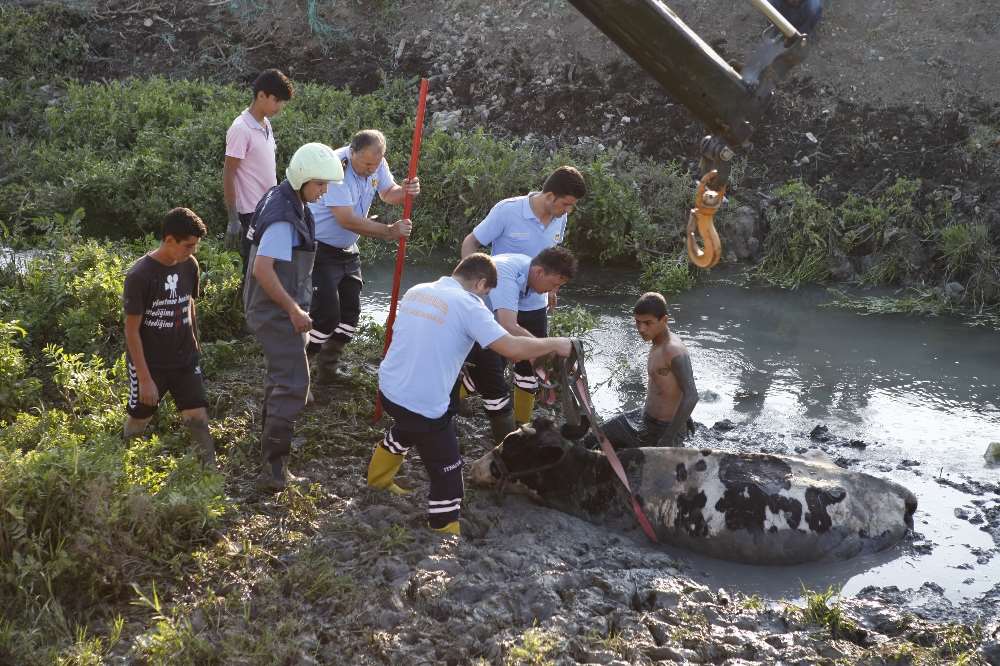 Bu Da İnek Kurtarma Operasyonu