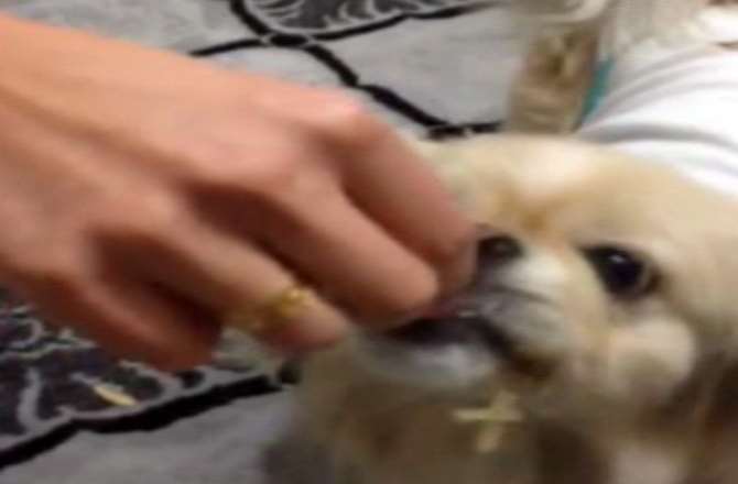 Bu Köpek Çekirdek Çitliyor !