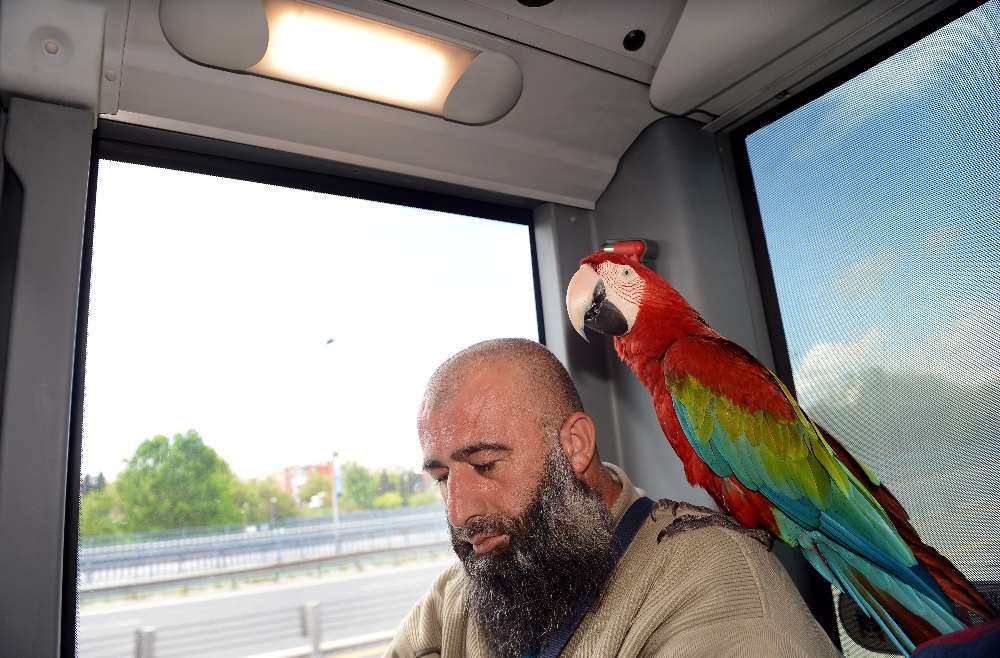 Bu Papağan Allah Diyor