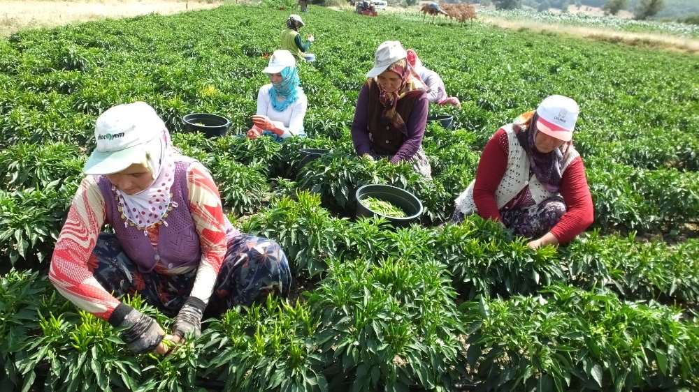 Çiftçiler Dikkat: Destek Başvuruları İçin Süre Uzatıldı