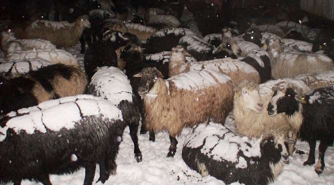 Çobanlar Ve Sürüleri Kurtarıldı