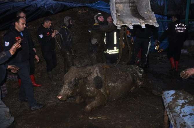 Dalgıç Kıyafetiyle İnek Kurtarma Operasyonu