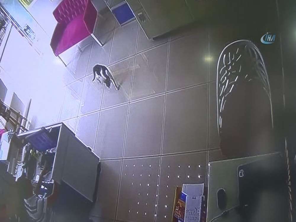 Davetsiz Misafir Korkuttu Hem Güldürdü