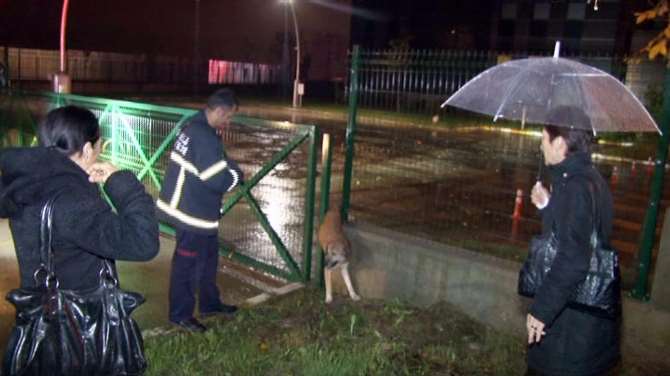 Demirlere Sıkışan Köpeği İtfaiye Kurtardı