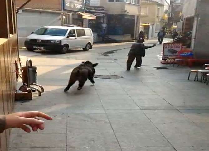Domuz Vatandaşı Kovaladı: Burası İstanbul !