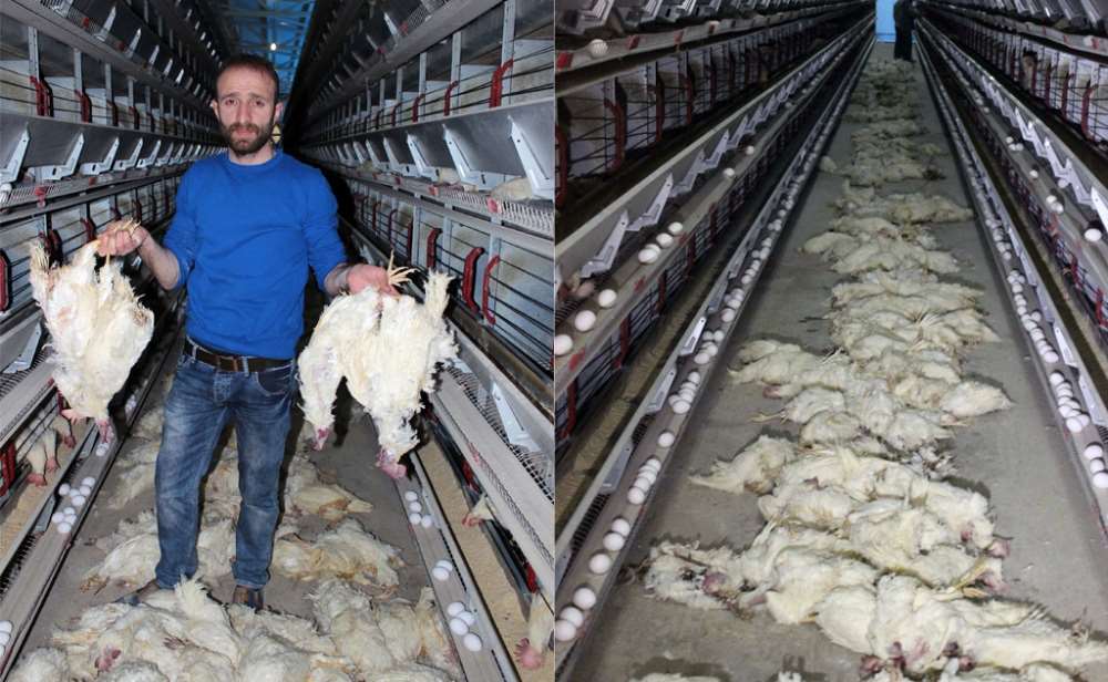 Elektrikler Kesildi: 40 Bin Tavuk Telef Oldu