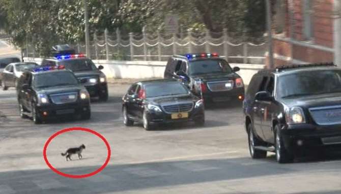 Erdoğan’ın Konvoyunda ’kedi’ Sürprizi