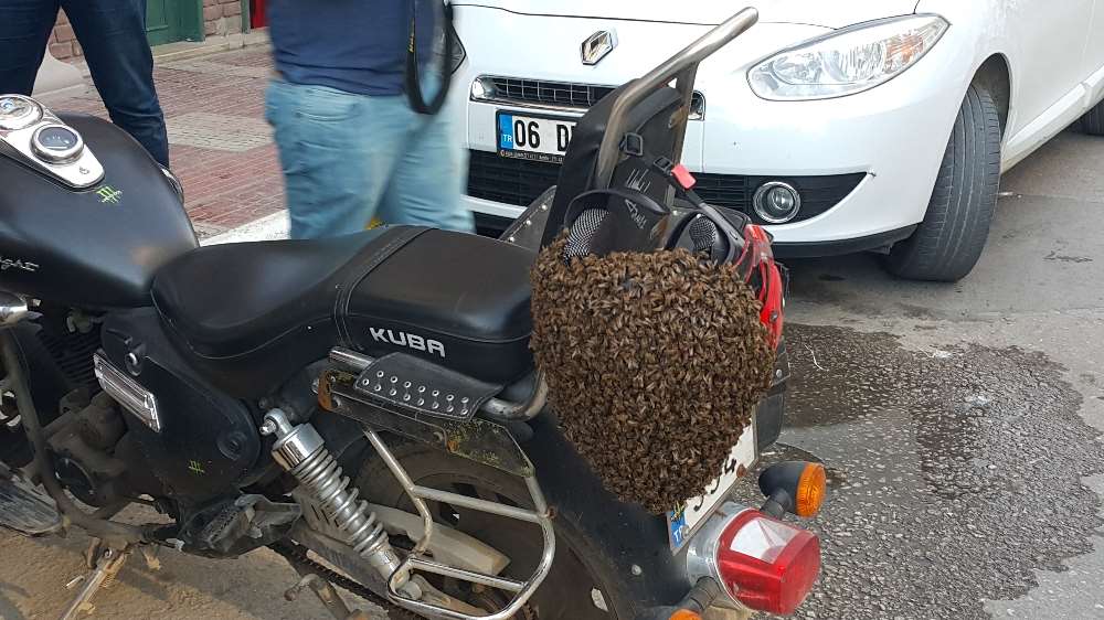 Firari Arılar Bu Halde Bulundu