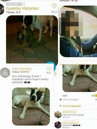 Hayvanseverleri Ayağa Kaldırdı