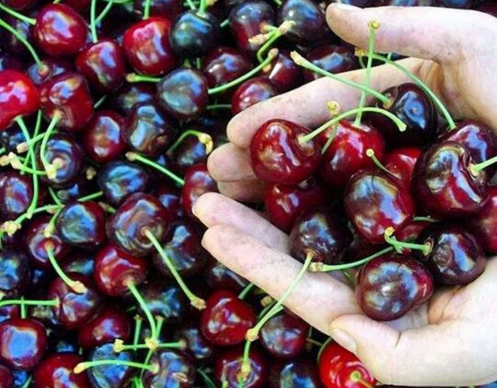 Hedef Kiraz İhracatında Dünya Liderliği
