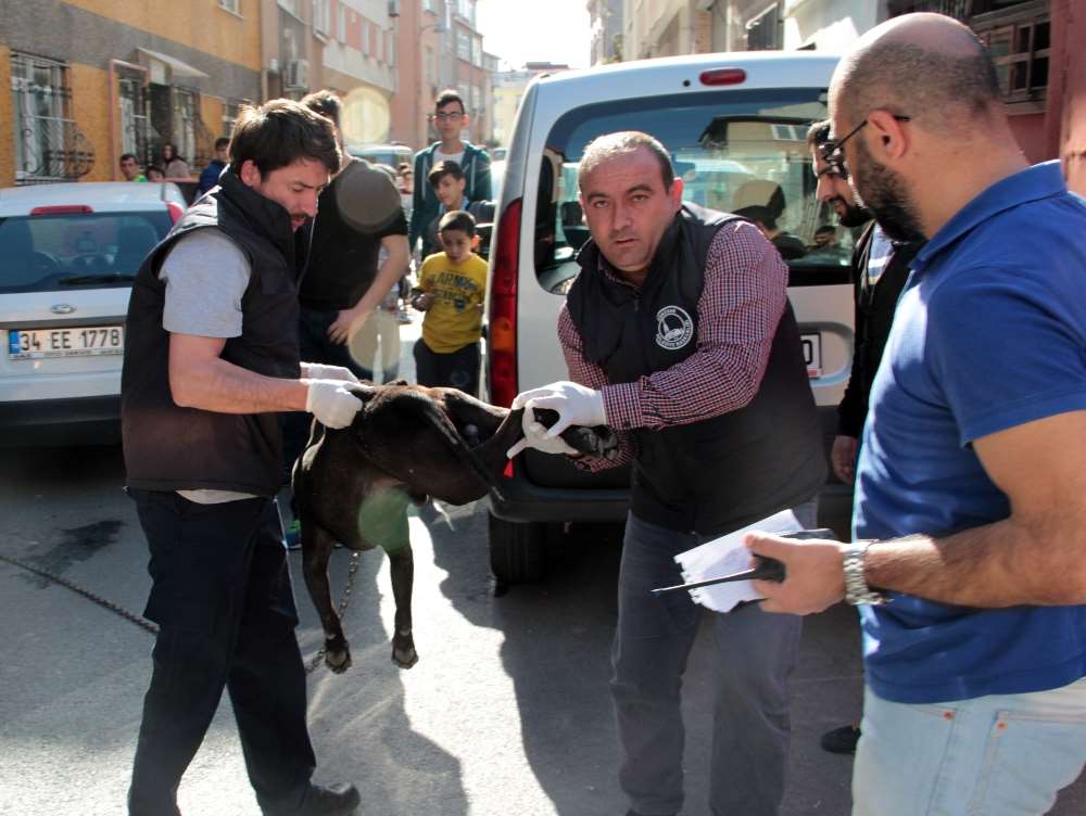 İstanbul’da Pittbull Dehşeti: 3 Yaralı