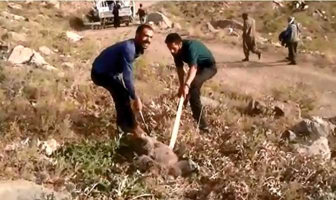 Kafası Tenekede Kalan Ayıyı Vatandaşlar Kurtardı