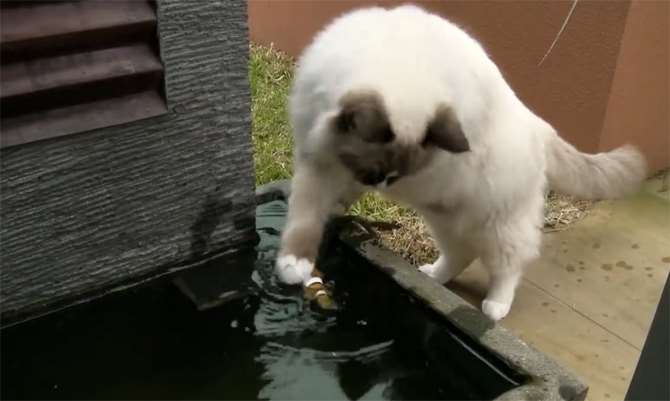 Kahraman Kedi !