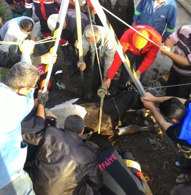 Kanala Düşen Hamile İneği İtfaiye Kurtardı