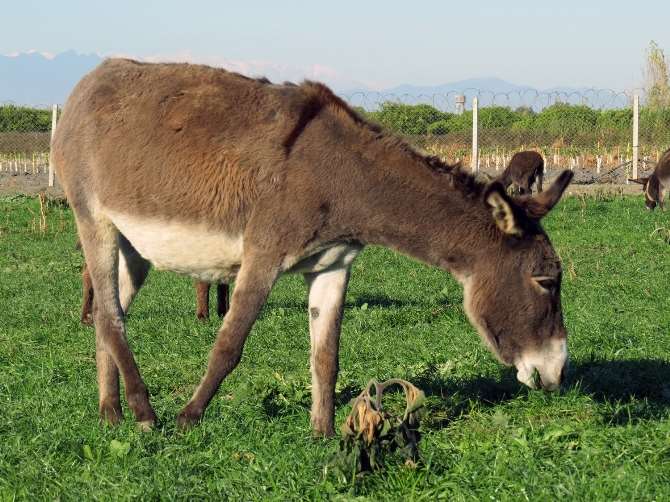 Kanser Hastaları İçin Eşek Çiftliği Kurdu