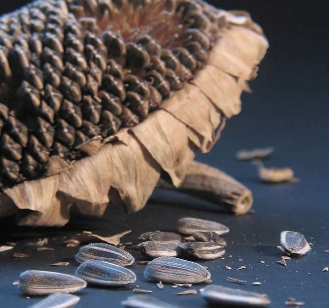 Kansere Karşı Etkili Doğal Gıda
