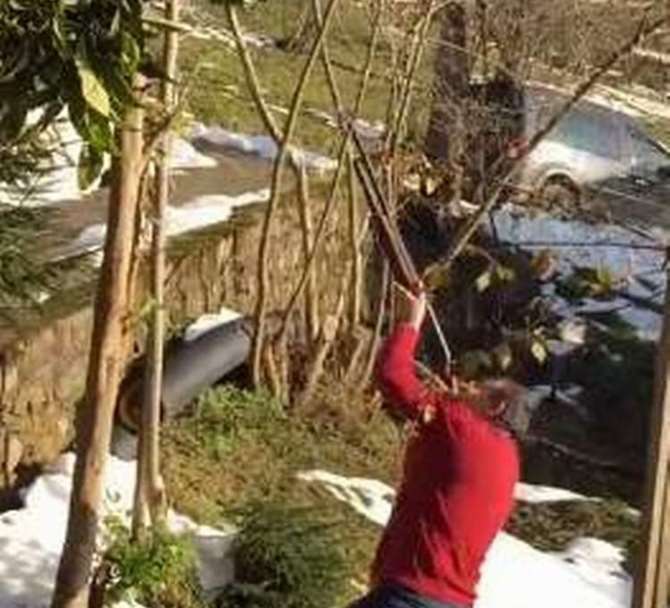 Karadeniz’de Ağaç Böyle Budanır
