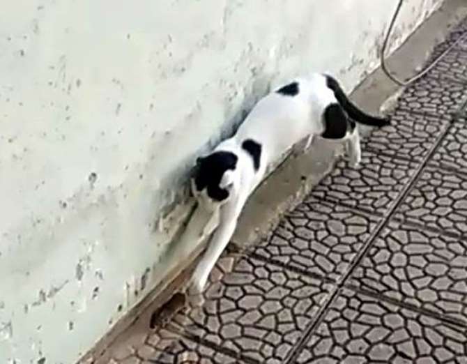 Kedi Fareyle Dakikalarca Oynadı