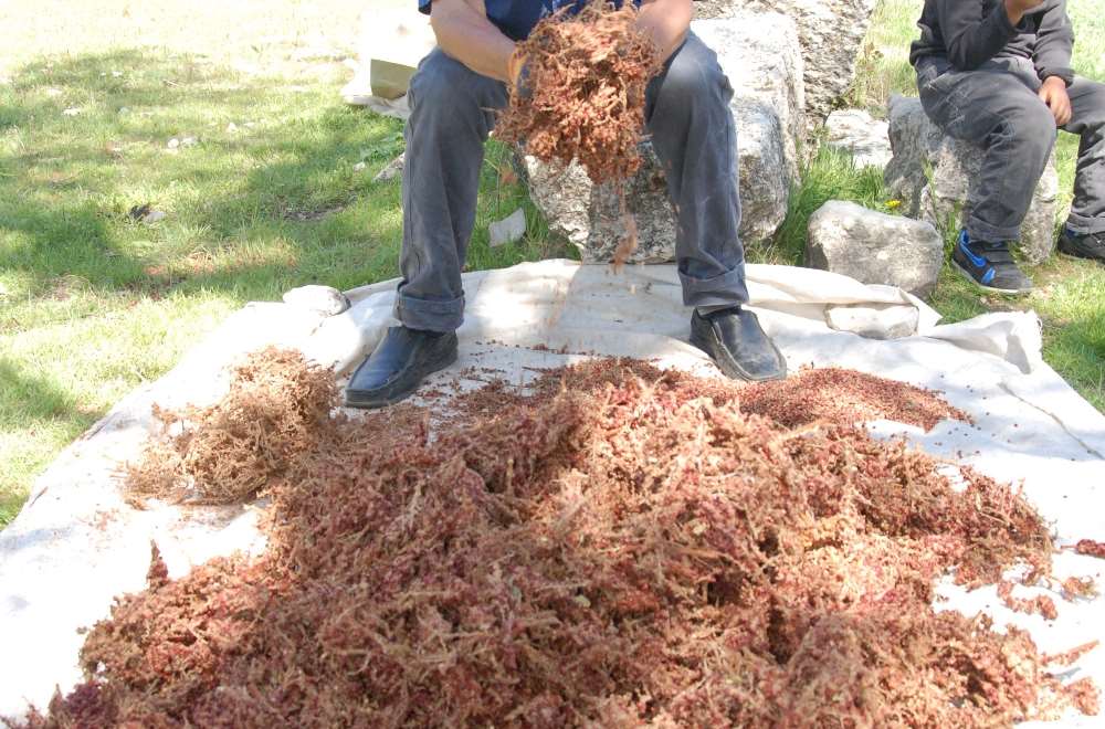Kilosu 20 Liradan Satılıyor