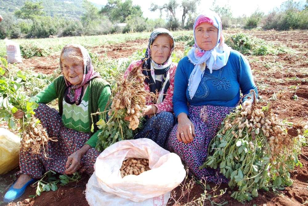 Kilosu 6 Liraya Düştü