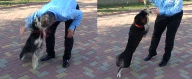 Köpek, Belediye Başkanına Böyle Saldırdı