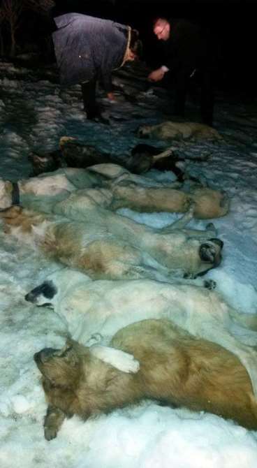 Köpekleri Zehirleyip Çöpe Attılar