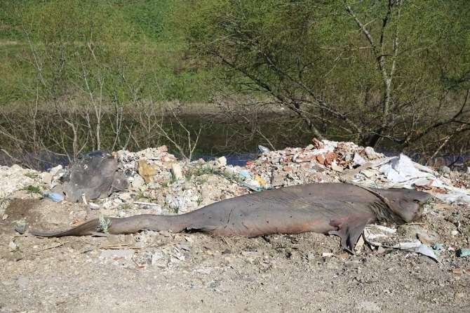 Köyde ’jaws’ Paniği