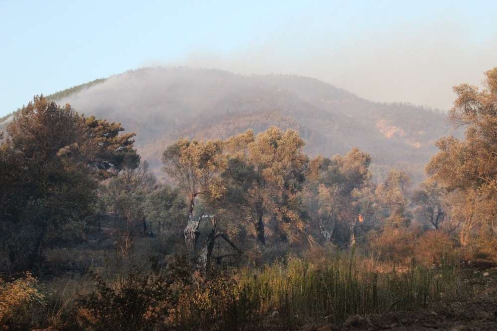 Mangal Aşkı 30 Hektarlık Alanı Kül Etti