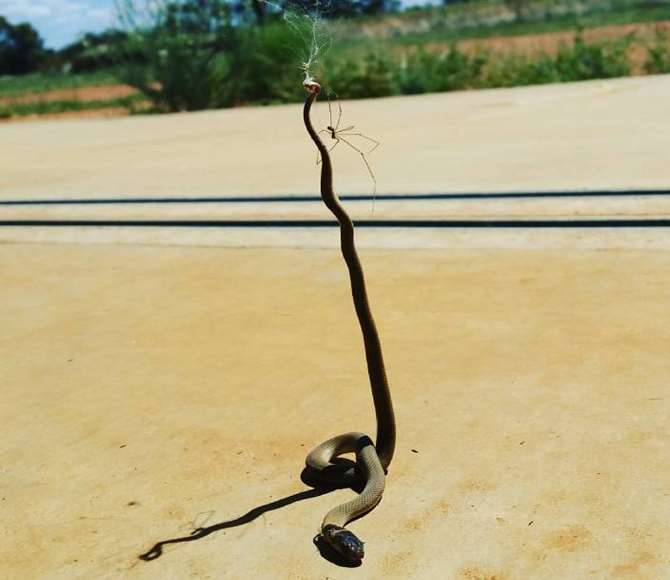 Minik Örümcek Zehirli Yılanı Kendine Av Yapmayı Başardı