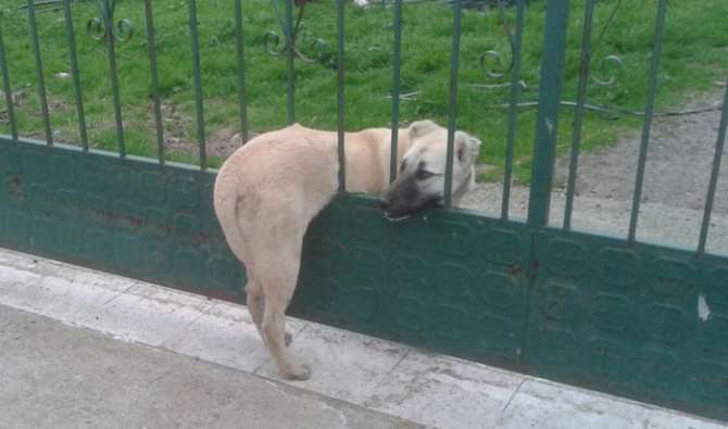 Parmaklıklara Sıkışan Köpeği İtfaiye Kurtardı