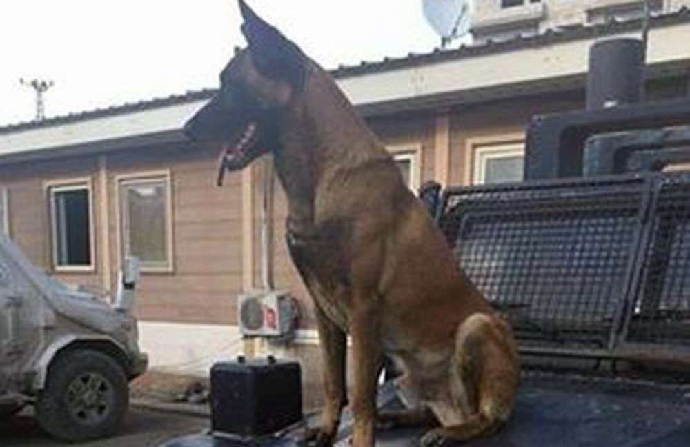 Pöh Köpeği Teröristi Etkisiz Hale Getirirken Öldürüldü