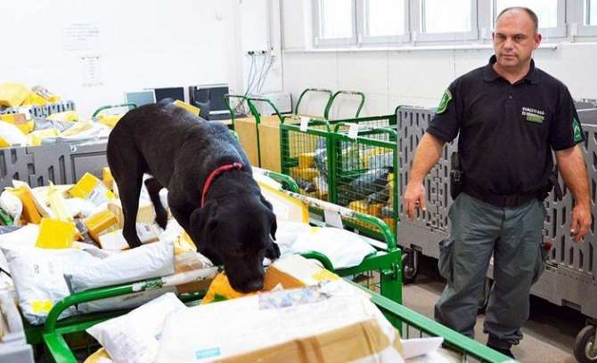 Postadan 16 Kilo Esrar Çıktı