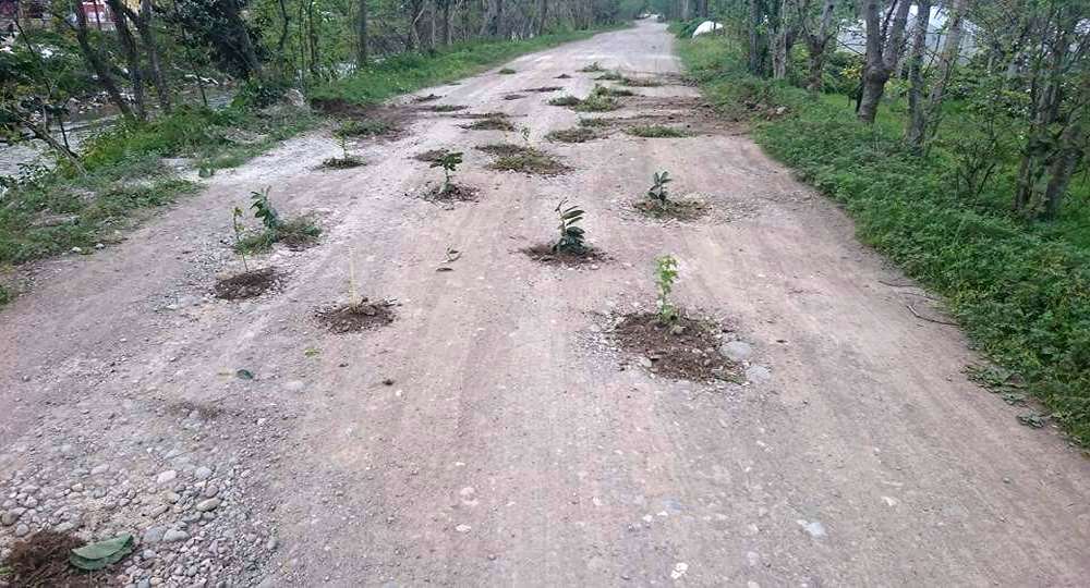Rizelilerin Yol Protestosu: Yola Fidan Diktiler !