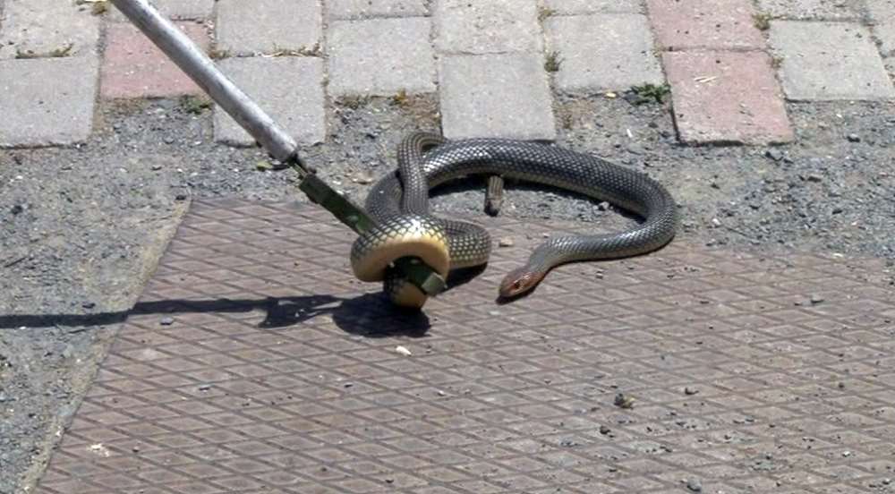 Şehir Merkezinde Yılan Paniği