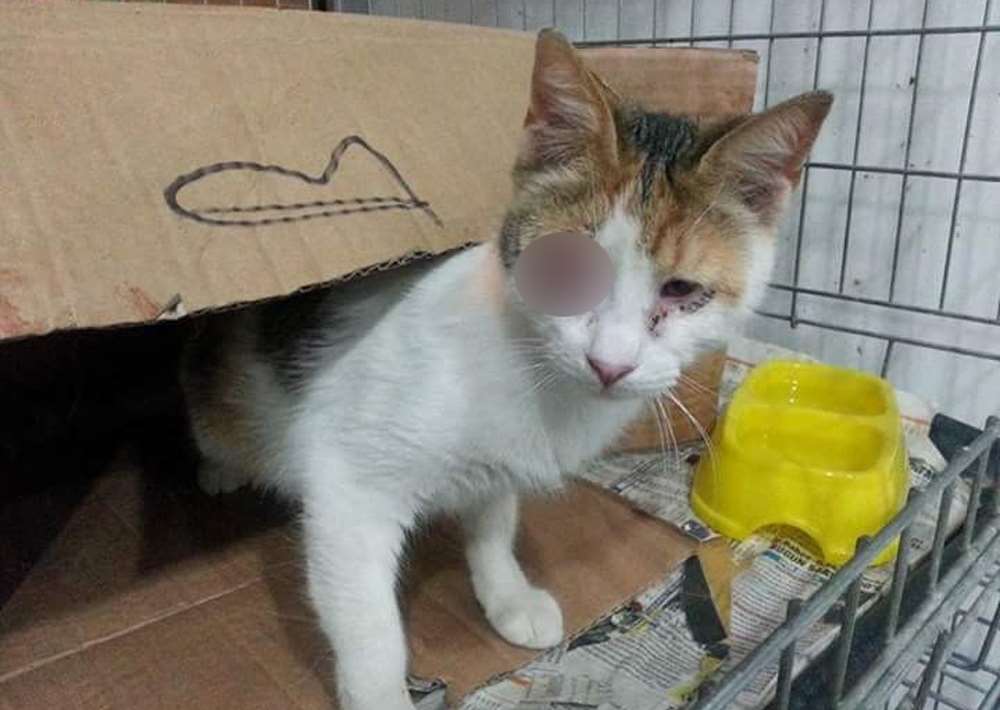 Şüpheli Paketten Kedi Çıktı