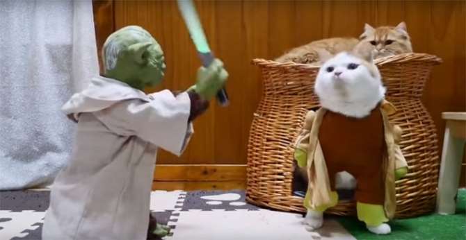 Usta Yoda’dan Kedilere Ders