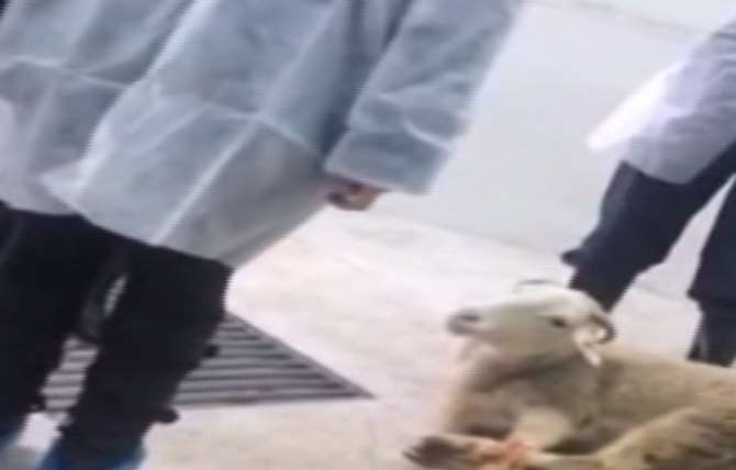 Veterinerlik Fakültesini Bastılar!