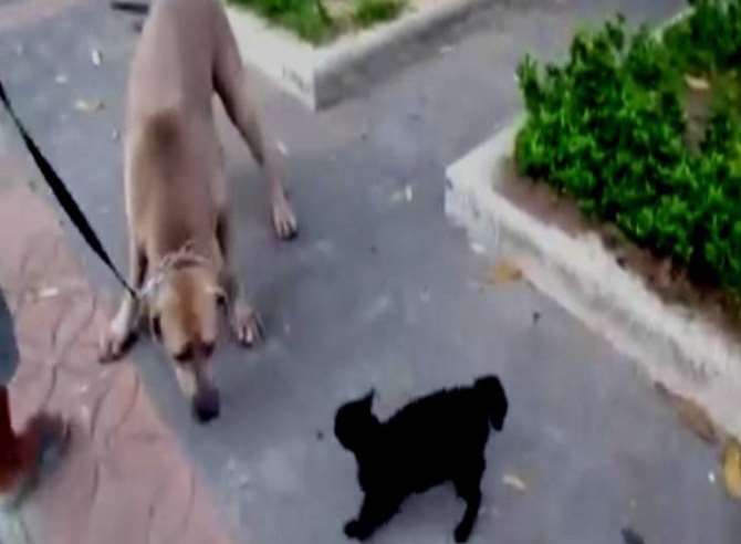 Yavrusunu Köpeğin Pençesinden Böyle Kurtardı!