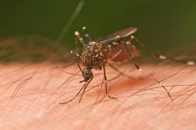 Zika Virüsü Yayılıyor