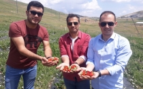 ÇİLEK ÜRETİMİ İKİNCİ YILINDA