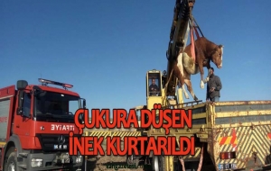 ÇUKURA DÜŞEN İNEK KURTARILDI
