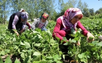 GEVAŞ FASULYESİ TOPLANMAYA BAŞLADI