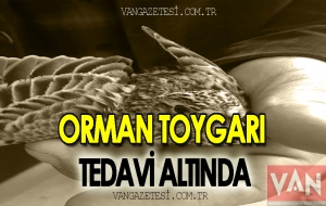 Orman Toygarı Tedavi Altına Alındı