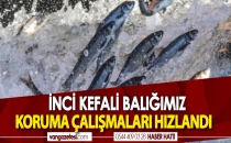 VAN'DA İNCİ KEFALİ KORUNMAYA DEVAM EDİYOR